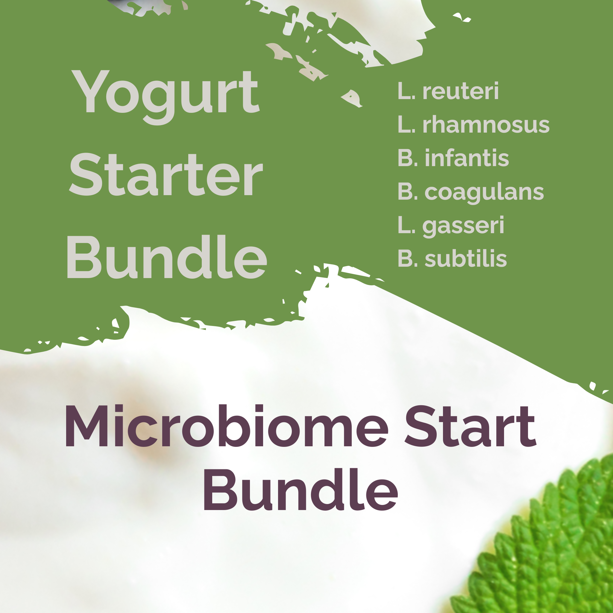 L. reuteri + L. rhamnosus + B. infantis + B. coagulans + L. gasseri + B. subtilis | Microbiome Start | Yogurt Starter Bundle | Pack of 3 Sets